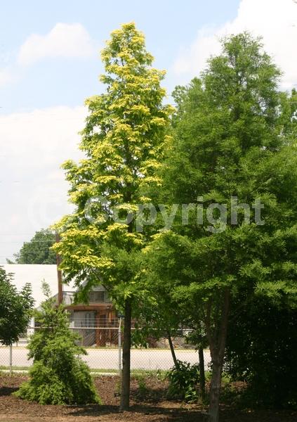 Unknown blooms; Deciduous; Needles or needle-like leaf