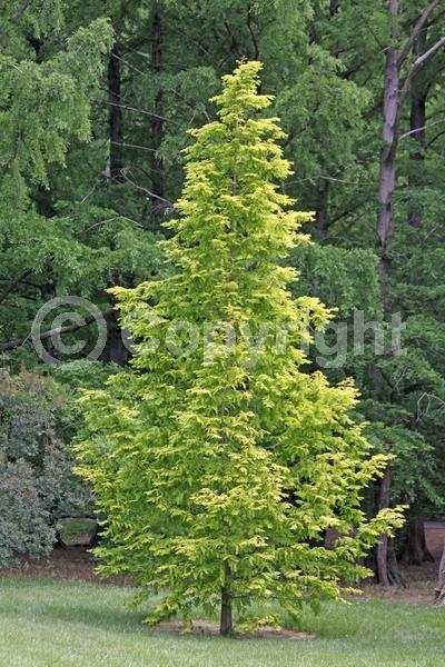 Unknown blooms; Deciduous; Needles or needle-like leaf