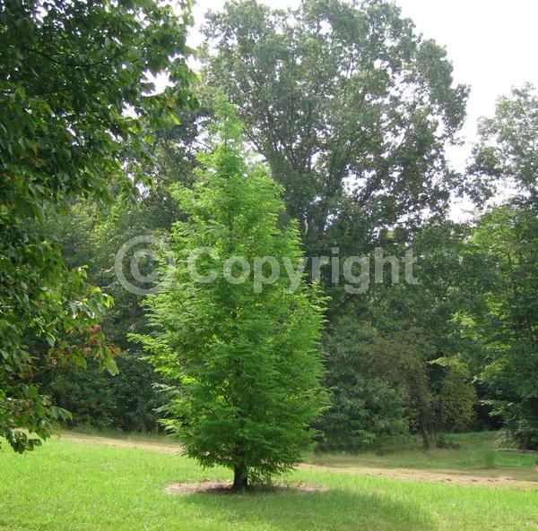 Unknown blooms; Deciduous; Needles or needle-like leaf
