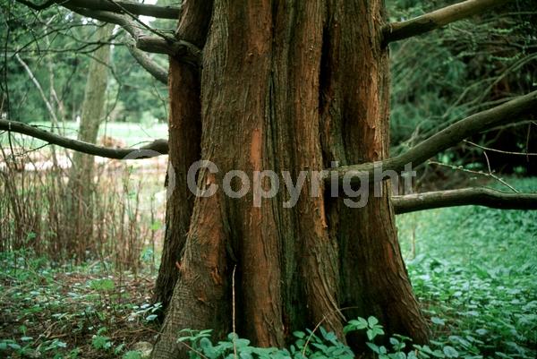 Unknown blooms; Deciduous; Needles or needle-like leaf