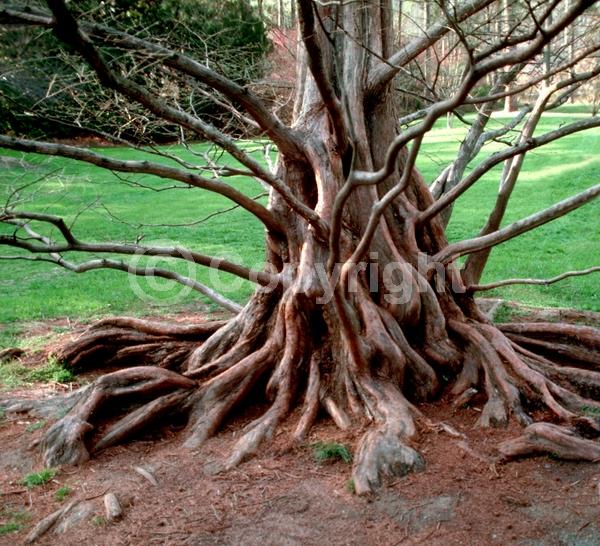 Unknown blooms; Deciduous; Needles or needle-like leaf