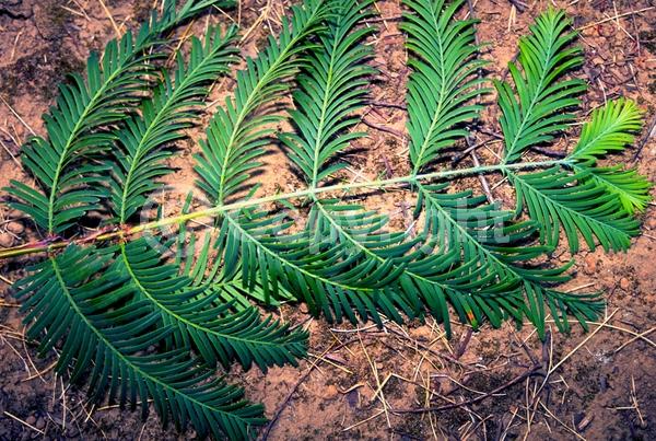 Unknown blooms; Deciduous; Needles or needle-like leaf