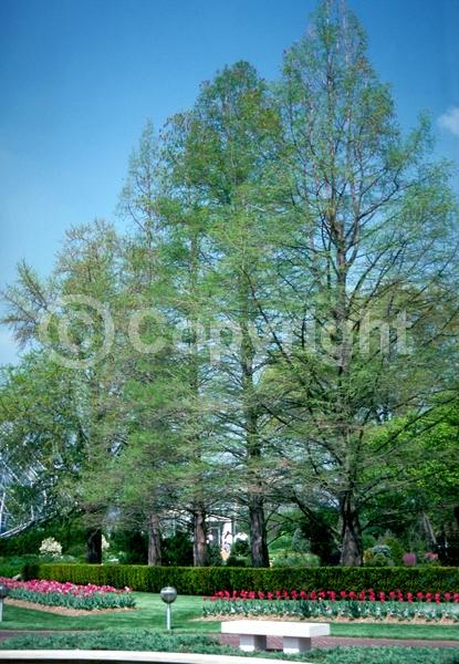 Unknown blooms; Deciduous; Needles or needle-like leaf