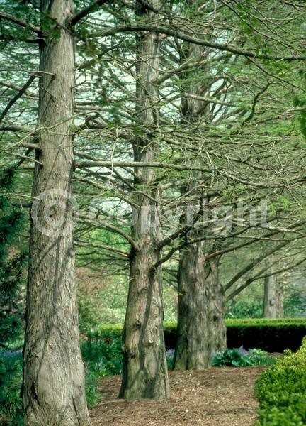 Unknown blooms; Deciduous; Needles or needle-like leaf