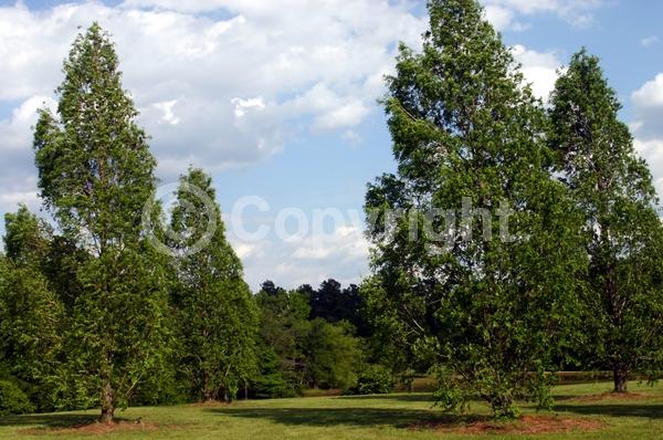 Unknown blooms; Deciduous; Needles or needle-like leaf