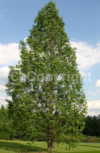 Unknown blooms; Deciduous; Needles or needle-like leaf