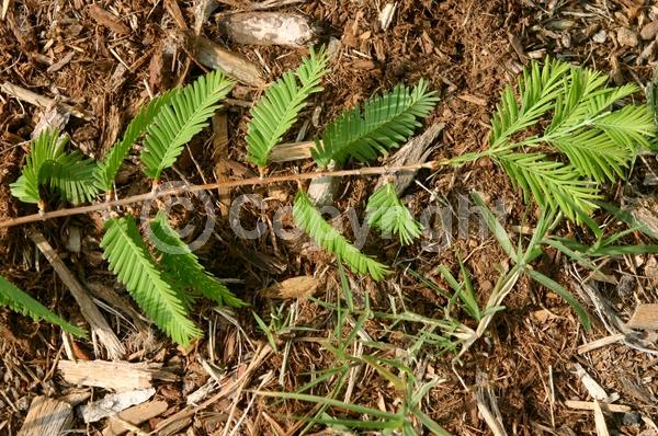 Unknown blooms; Deciduous; Needles or needle-like leaf