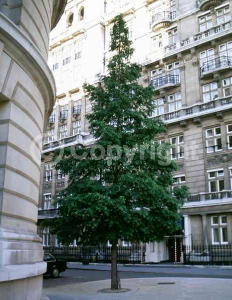 Unknown blooms; Deciduous; Needles or needle-like leaf