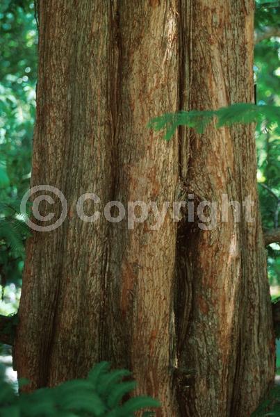 Unknown blooms; Deciduous; Needles or needle-like leaf