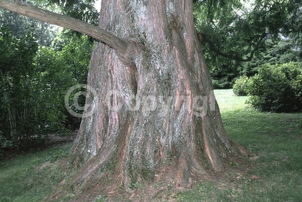 Unknown blooms; Deciduous; Needles or needle-like leaf