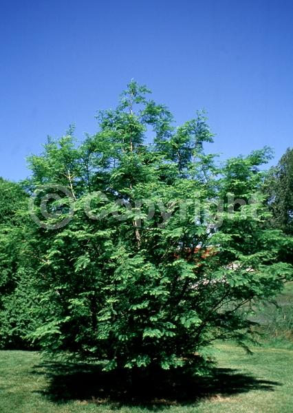 Unknown blooms; Deciduous; Needles or needle-like leaf