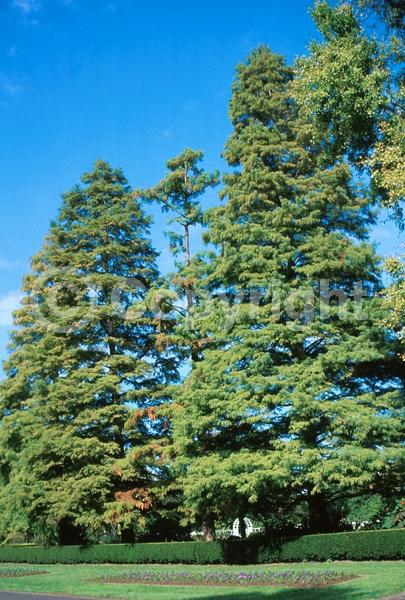 Unknown blooms; Deciduous; Needles or needle-like leaf