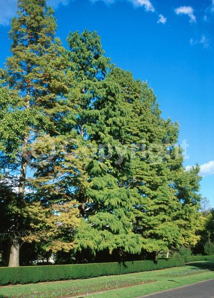 Unknown blooms; Deciduous; Needles or needle-like leaf