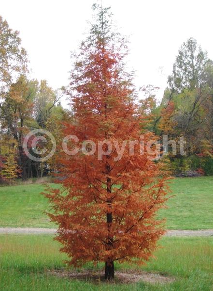 Unknown blooms; Deciduous; Needles or needle-like leaf