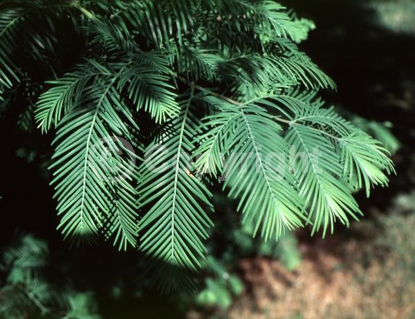 Unknown blooms; Deciduous; Needles or needle-like leaf