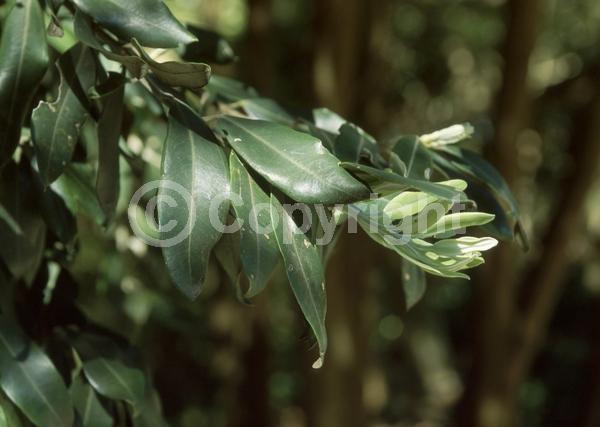 Red blooms; Evergreen
