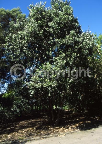 Red blooms; Evergreen
