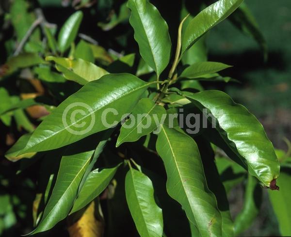Orange blooms; Yellow blooms; White blooms; Evergreen; Broadleaf