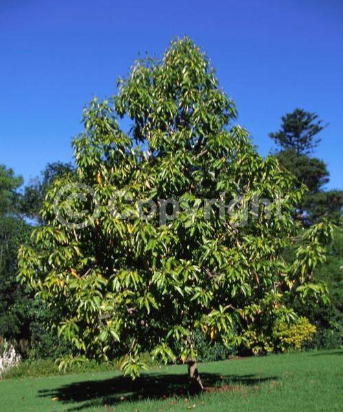 Orange blooms; Yellow blooms; White blooms; Evergreen; Broadleaf