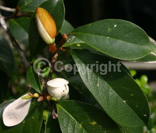 White blooms; Evergreen; Needles or needle-like leaf