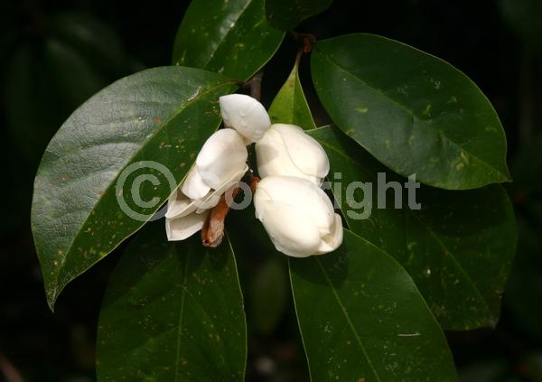 White blooms; Evergreen; Needles or needle-like leaf