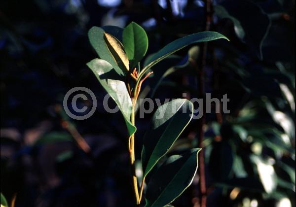 White blooms; Evergreen; Needles or needle-like leaf