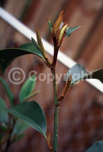 White blooms; Evergreen; Needles or needle-like leaf