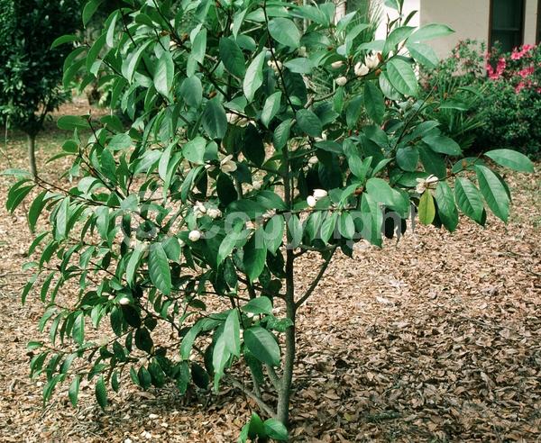 White blooms; Evergreen; Needles or needle-like leaf