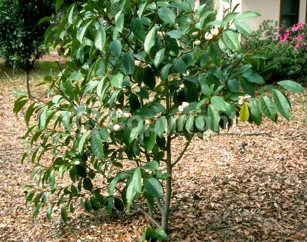 White blooms; Evergreen; Needles or needle-like leaf