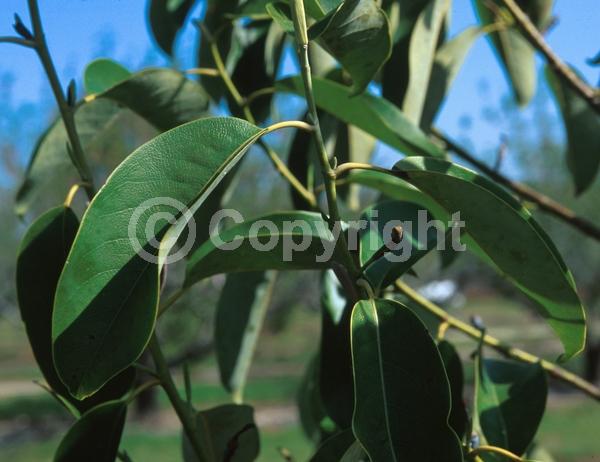 White blooms; Evergreen; Needles or needle-like leaf