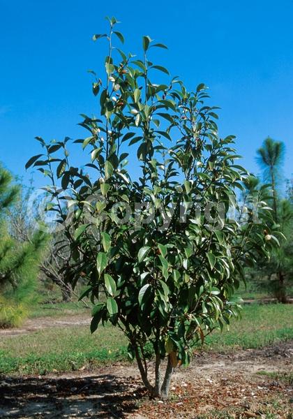 White blooms; Evergreen; Needles or needle-like leaf