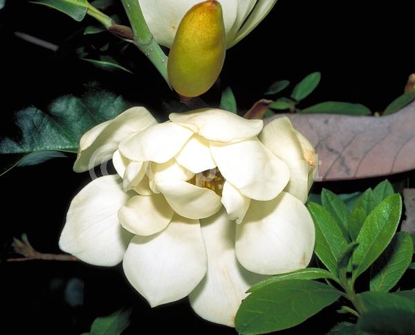 White blooms; Evergreen; Needles or needle-like leaf