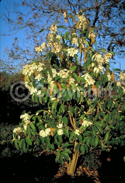 White blooms; Evergreen; Needles or needle-like leaf