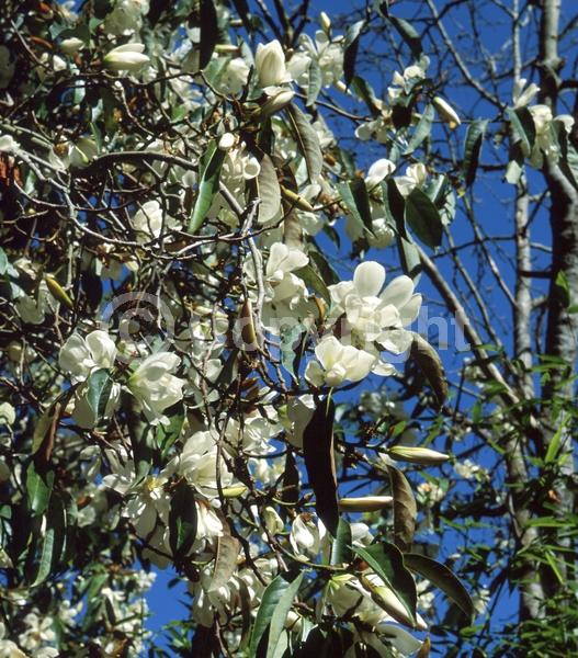 White blooms; Evergreen; Needles or needle-like leaf