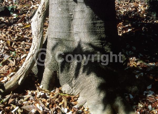 White blooms; Evergreen; Needles or needle-like leaf