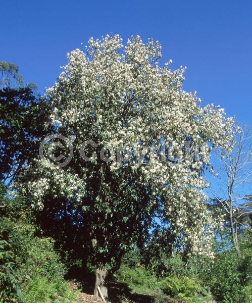 White blooms; Evergreen; Needles or needle-like leaf
