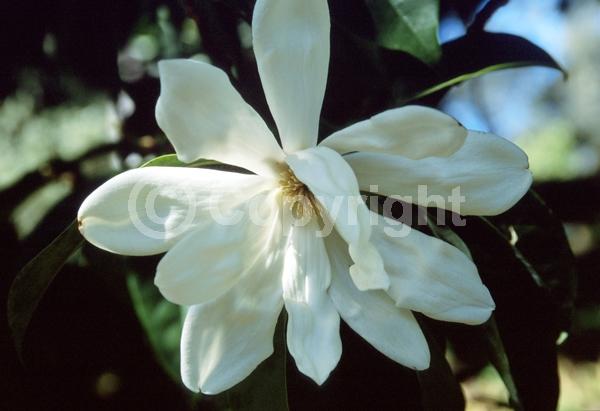 White blooms; Evergreen; Needles or needle-like leaf