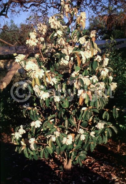 White blooms; Evergreen; Needles or needle-like leaf
