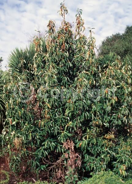 White blooms; Evergreen; Needles or needle-like leaf