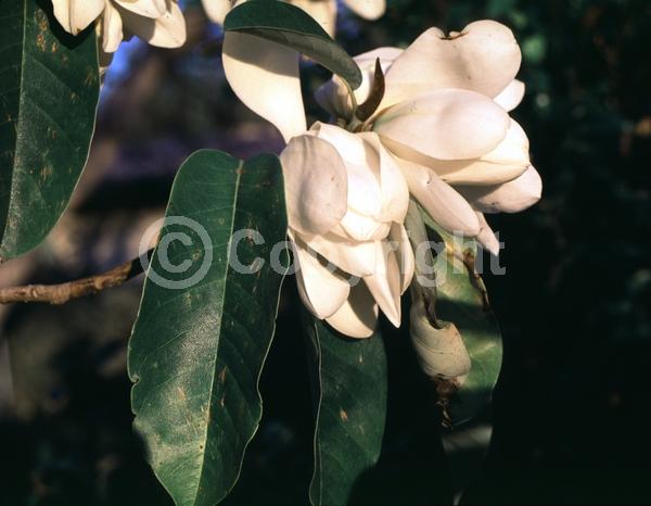 White blooms; Evergreen; Needles or needle-like leaf