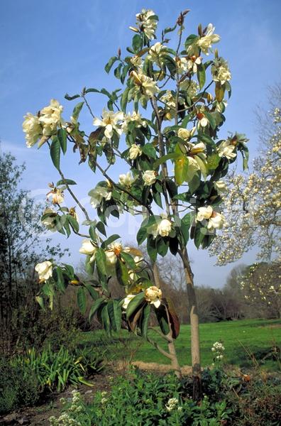 White blooms; Evergreen; Needles or needle-like leaf