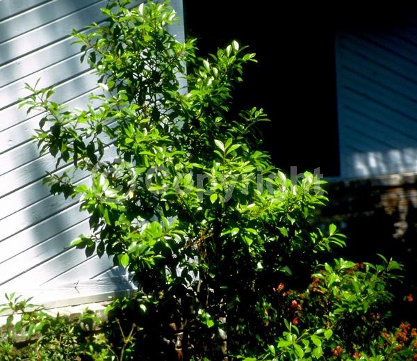 White blooms; Evergreen; Broadleaf