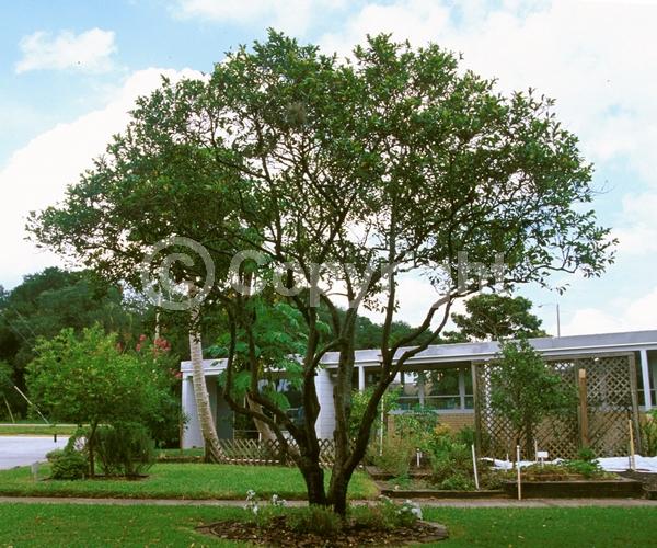 White blooms; Evergreen; Broadleaf