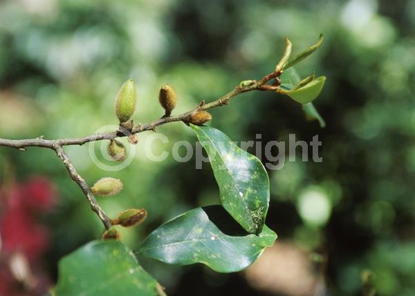 White blooms; Evergreen; Broadleaf