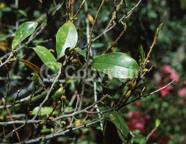 White blooms; Evergreen; Broadleaf