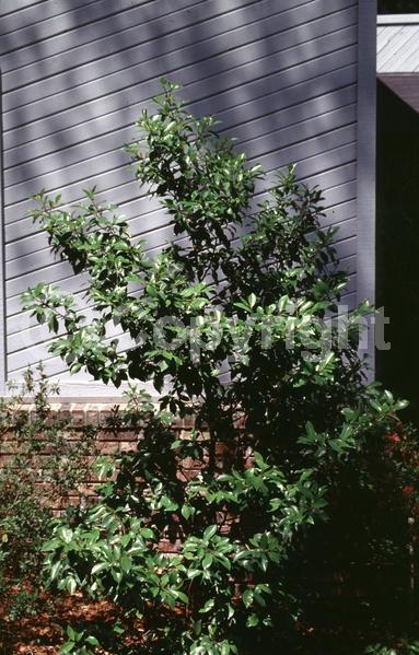 White blooms; Evergreen; Broadleaf