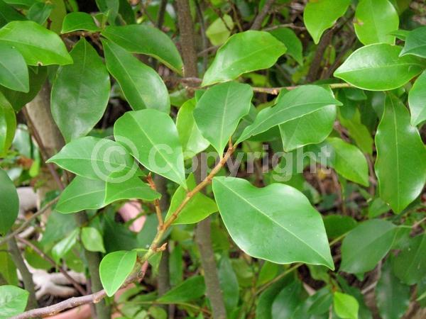 White blooms; Evergreen; Broadleaf
