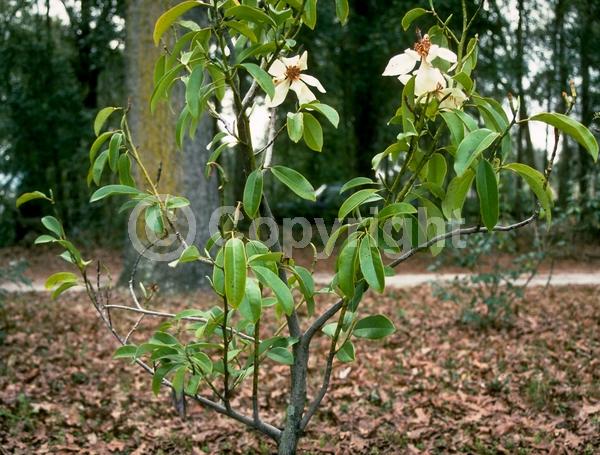 White blooms; Evergreen; Needles or needle-like leaf