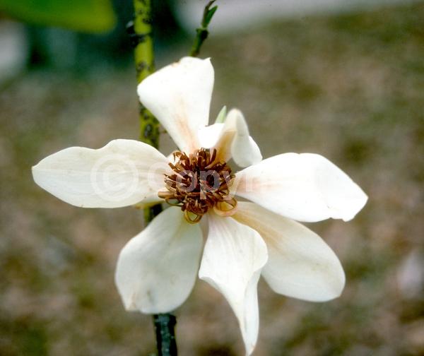 White blooms; Evergreen; Needles or needle-like leaf