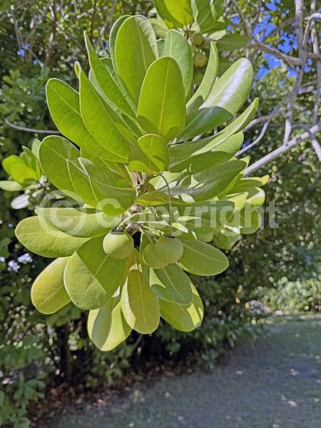 White blooms; Evergreen